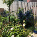 Shrubbery area in back garden in Angus