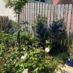 Shrubbery area in back garden in Angus