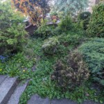 Untidy garden Dundee