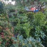 Overgrown front garden in Dundee