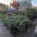 Overgrown garden Dundee